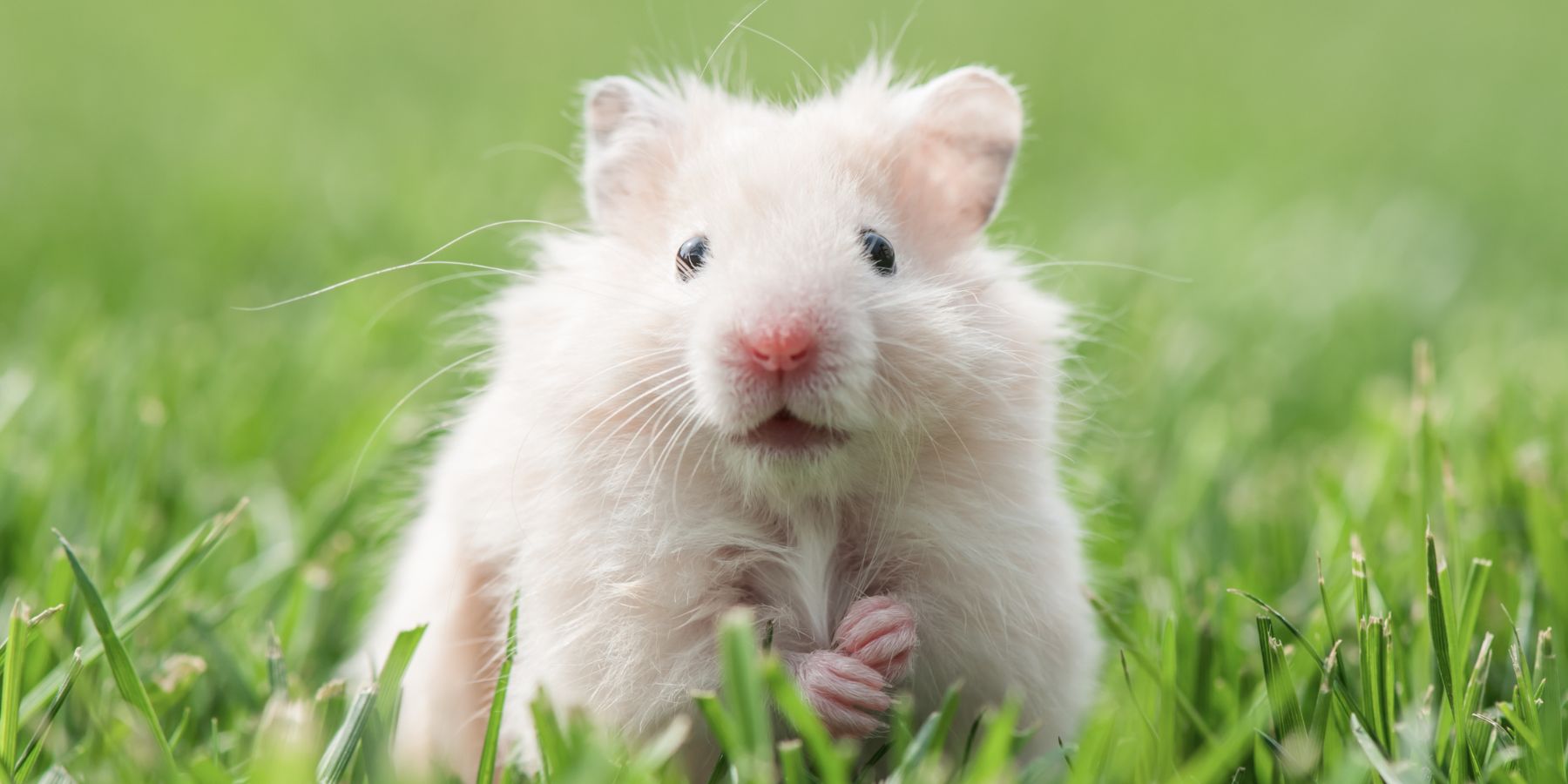 Can Hamsters Safely Eat Bread? Nutritional Advice Introduction