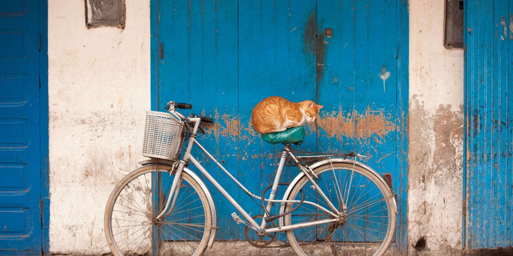 How to Take Your Cat on a Bike Ride